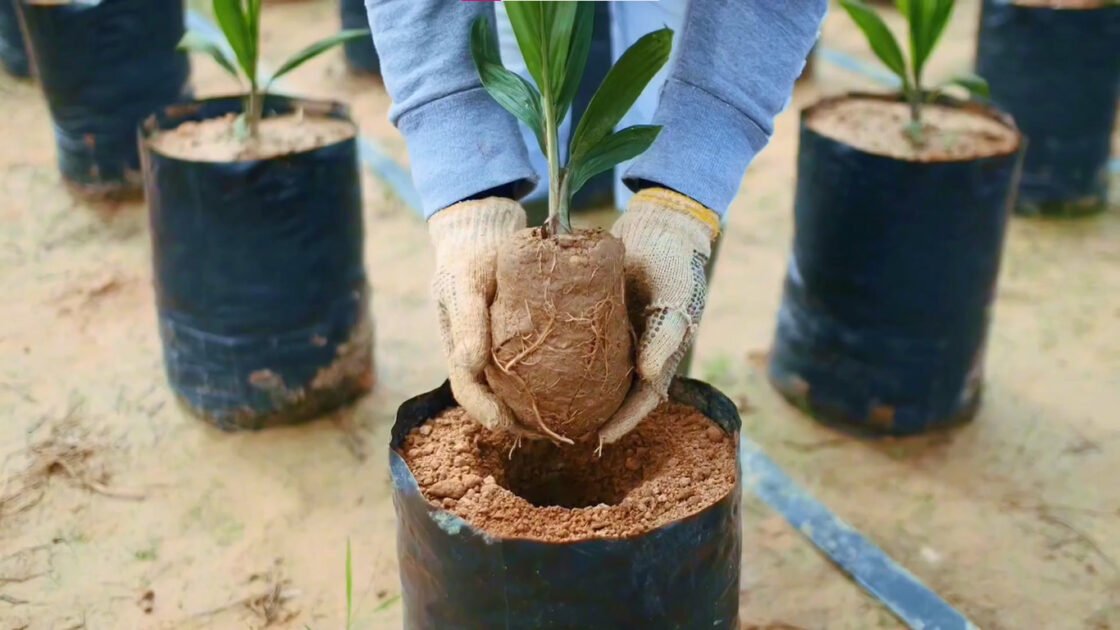 Perkebunan Kelapa Sawit